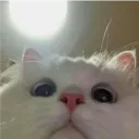 cmpuddle avatar