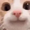 proopypants