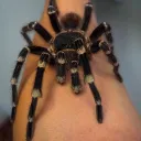 bobereg