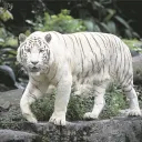 jenswhitetiger_87