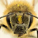 honeymaker.