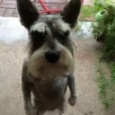 catddong