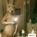 avatar kangaroo