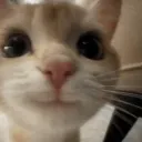 cutie__patootie
