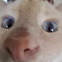 theogminnisotan