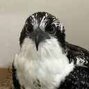 fennyinternet