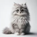 tarokun_