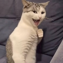 Discord Avatar