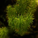 lycophyte