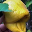 papertreestm