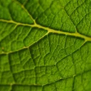 leafeningagent avatar