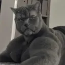 itmecatt