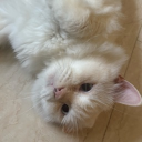 Discord Avatar