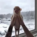 ozzyozzyozzyozzyozzy