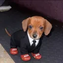 zapicky