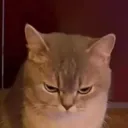 unepommechat