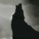 black.wolf