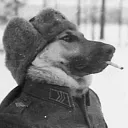 Chimaev's avatar