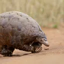 .cosmicpangolin