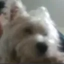 rafabio avatar