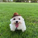 doge664