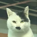 pao_lulw
