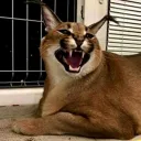 Аватар caspermax