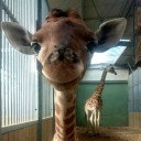 vlademiir#3478's avatar