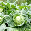 cabbageking.