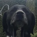doganddev