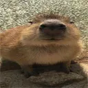 grusselgeist