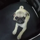 matitoelgato avatar