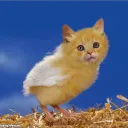 mollykat