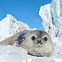 avatar Your local seal