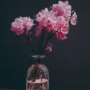 tamz.1