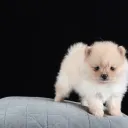 luu_zhuzhu