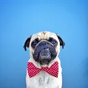 pugzi11a26629