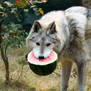 Lykos