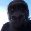 enesgp