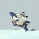 jo_3d