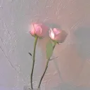 bella._0