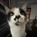 revlisvv
