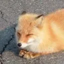 zentey