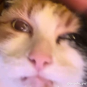 avatar golobis kutya