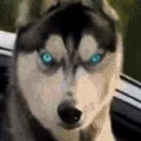 7wolven7