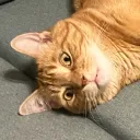 kk_m