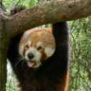 pooscha#6214's avatar