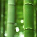 Bamboo_Gamom
