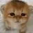 kittenbrawl
