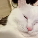 shu.__